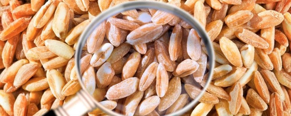 孕妇最宜吃的5大粗粮 孕期代替米饭的低糖主食