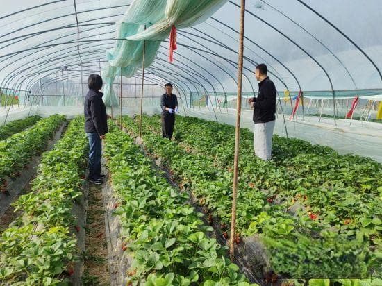 长垣农技专家“走村入棚” 为保障冬季蔬菜供应支招