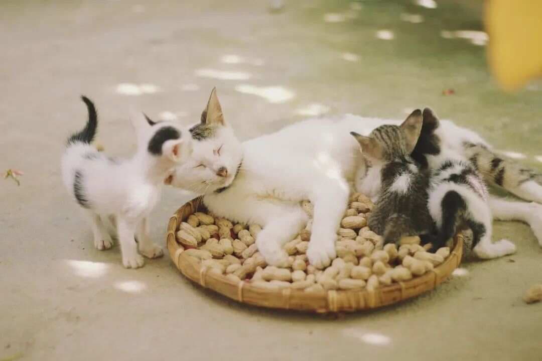 母猫的产后护理