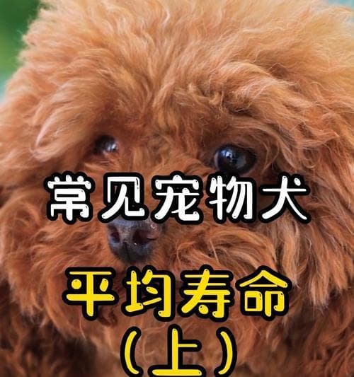狗狗年龄换算表及相应的照顾方法（了解狗狗不同年龄段的需求，给予适当的关怀）