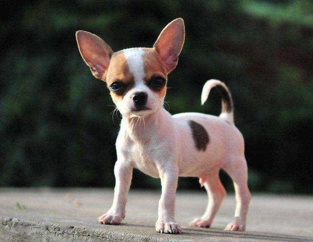 15种适合家庭喂养的小型犬，不仅聪明而且好养，看看你家是否上榜