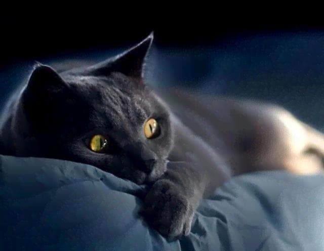 打造AI猫咪：智能互动文案精粹短句驯化指南