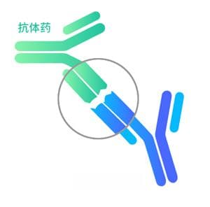 抗独特型抗体：定义、分类与应用