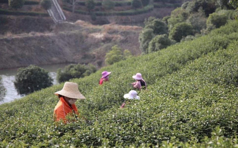 信阳毛尖的制茶工艺：从鲜叶到成品的11道工序