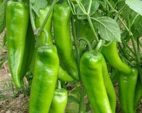 尖椒种植最佳时间详解：从选种到收获的全方位指南