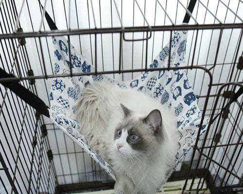 宠物猫咪肠胃不好怎么调理（从饮食、环境到药物）