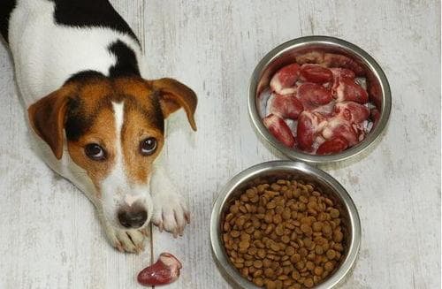 “狗狗误食猫粮？教你轻松纠正饮食习惯！”