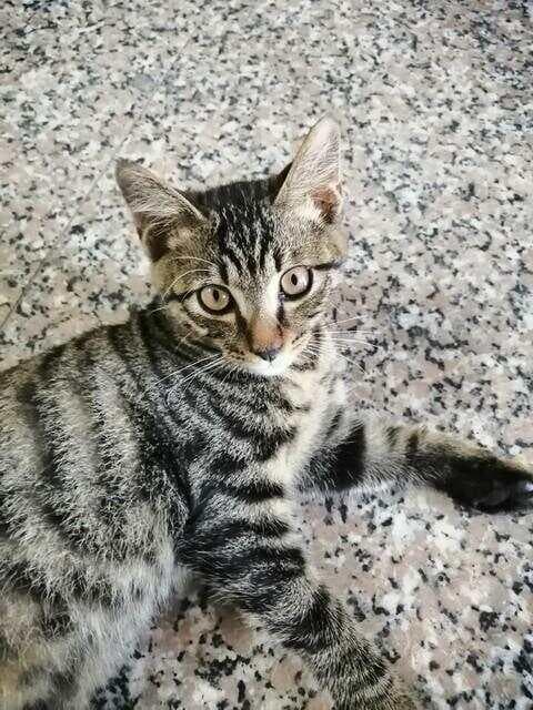 如何辨别狸花猫？一起来认识这个常见的猫品种