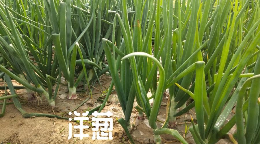 洋葱高产栽培技术要点：从育苗到收获的全程指南