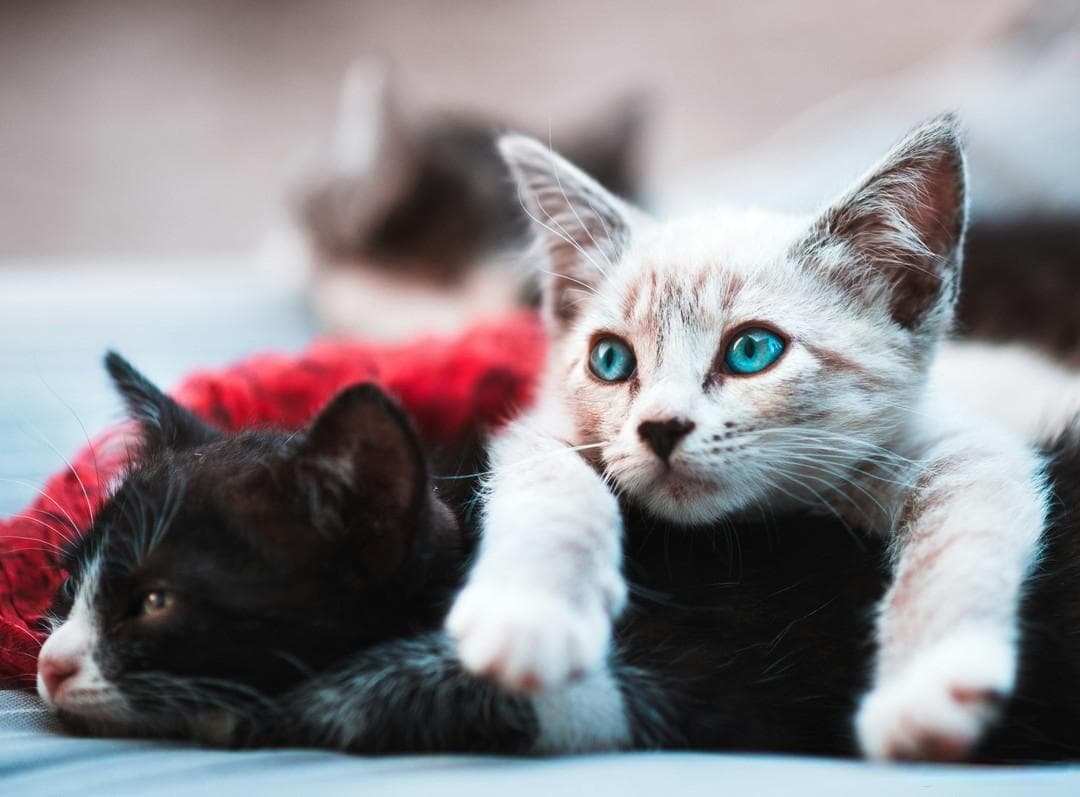 猫咪寄生虫防治指南：4种常见寄生虫识别与应对