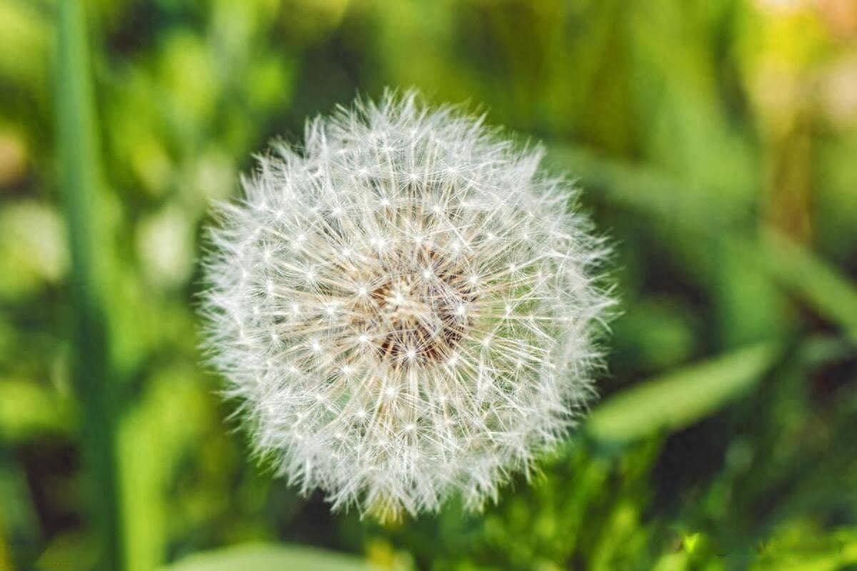 蒲公英：痛风患者的福音，轻松告别疼痛烦恼