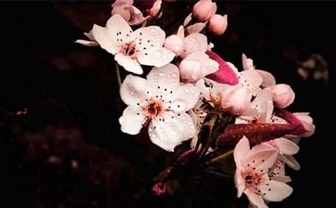 唐寅《一剪梅·雨打梨花深闭门》：深闺女子的相思之苦