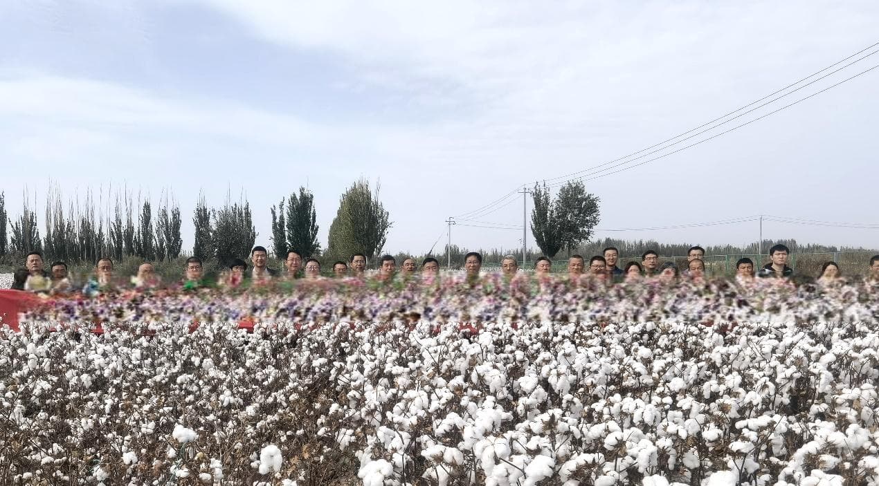 棉花优质高产协同栽培理论与关键技术助力棉花产业提质增效