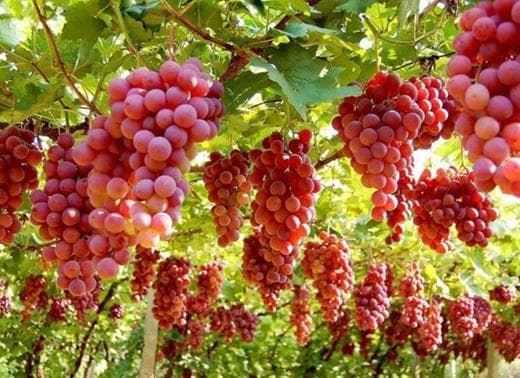 高活性植物生长调节剂——氯吡脲
