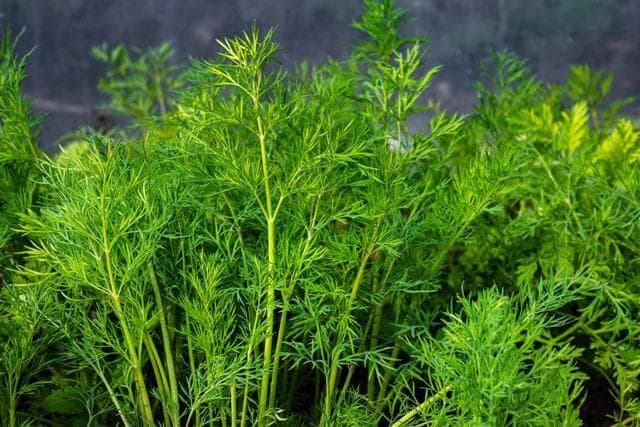 小茴香的最佳种植时间及种植步骤