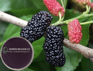 桑葚花青素热水会破坏吗？