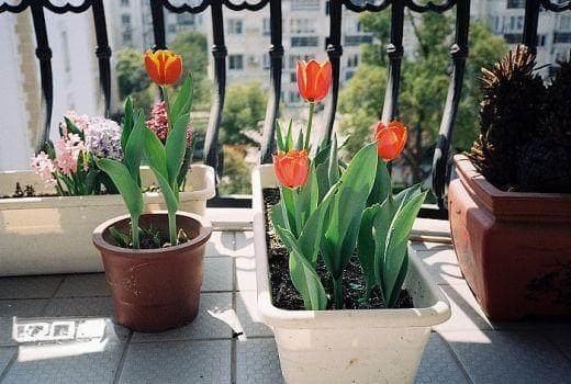 盆栽郁金香发芽的养护方法 图片