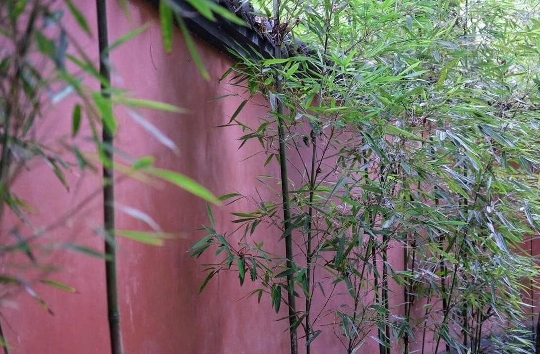 “门前不栽竹，房后不栽柳”：传统风水智慧与现代居住环境的和谐统一