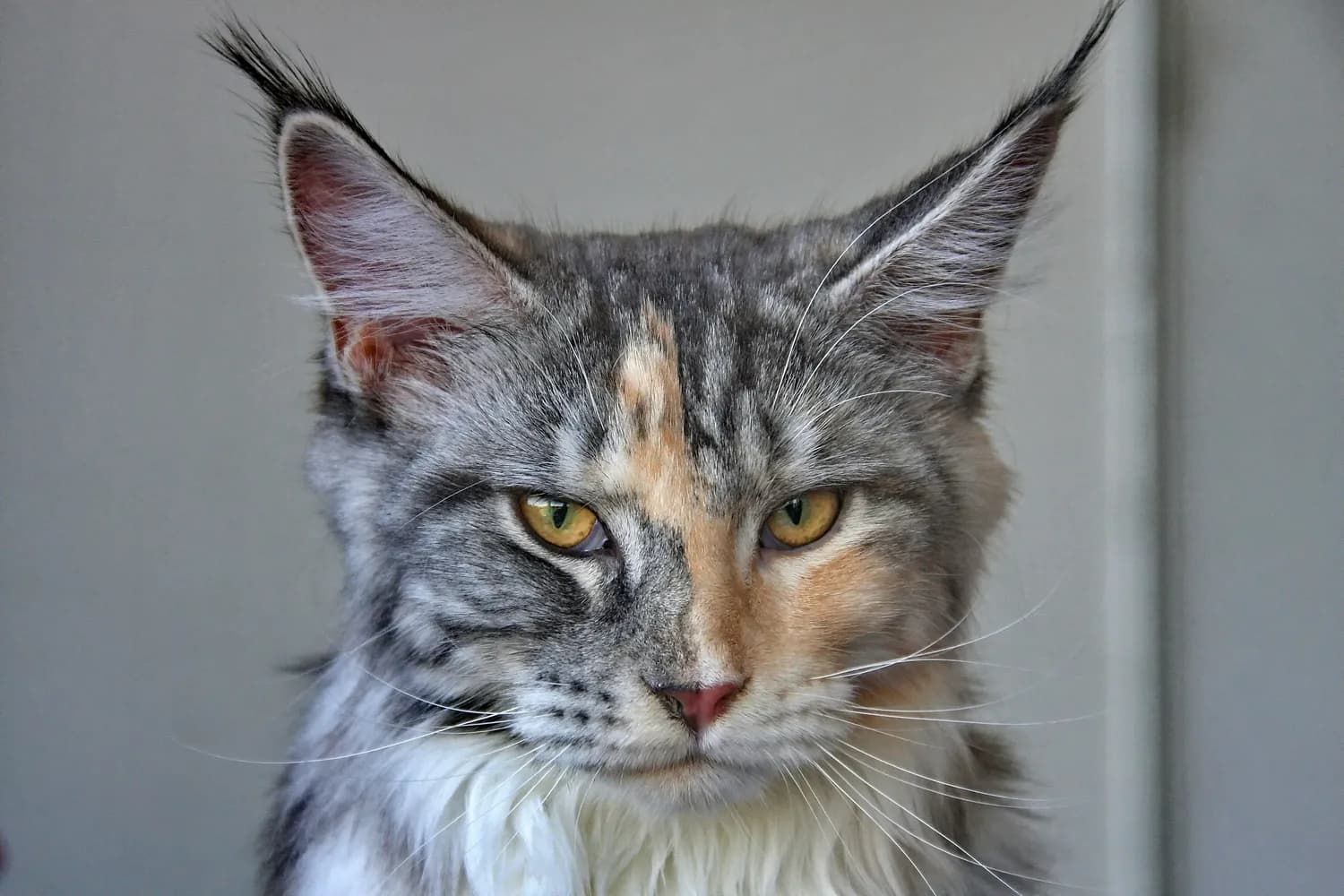 布偶猫 vs 缅因猫：谁才是你的萌宠首选？