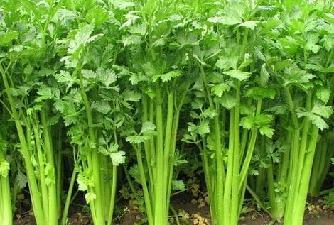 食物相克相宜之芹菜的正确食用方法