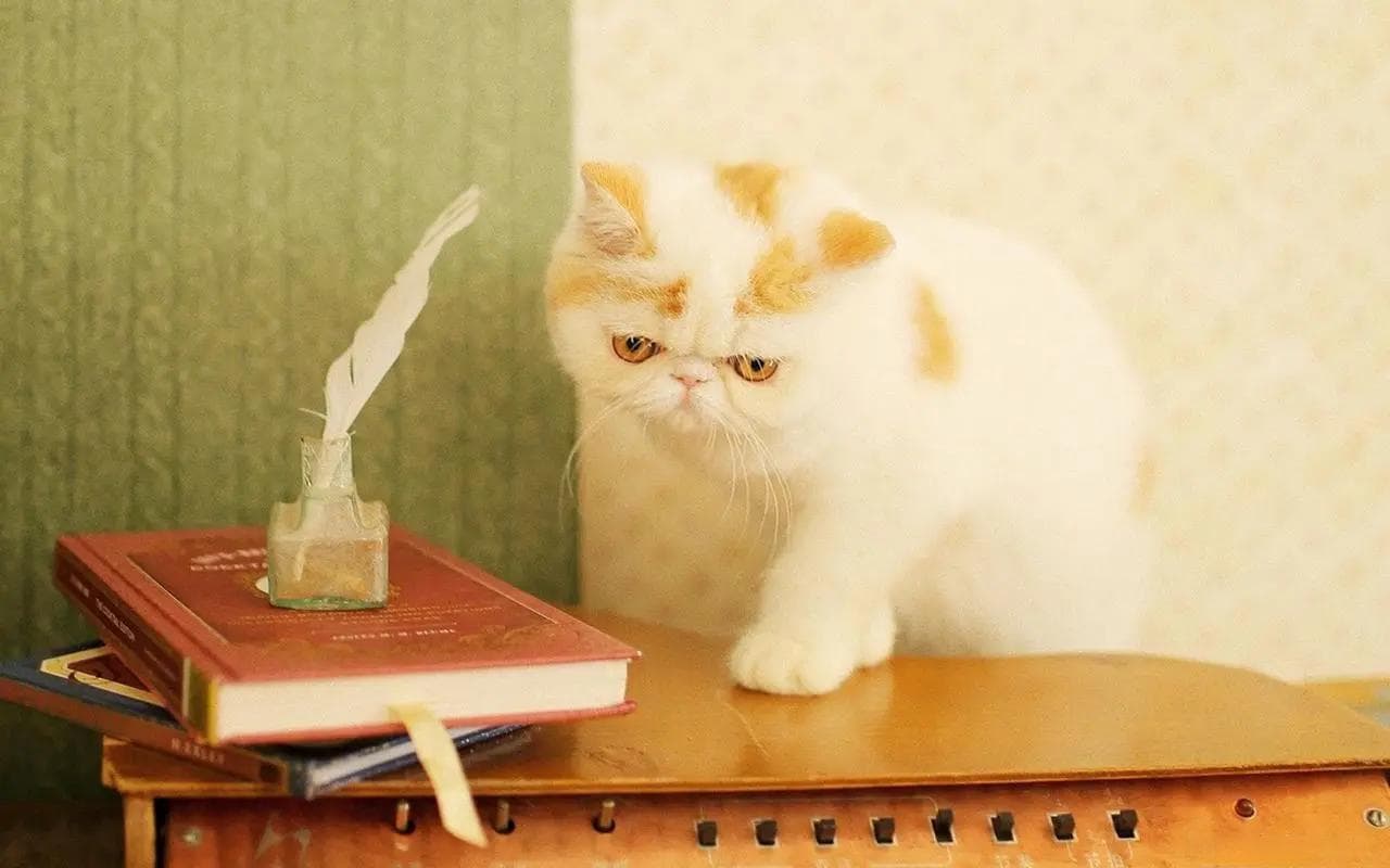 猫冠状病毒感染：症状、诊断与预防全攻略