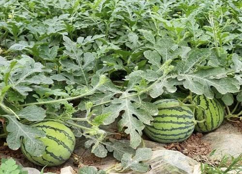 西瓜种植行距和株距各是多少米？适合的种植间距详解