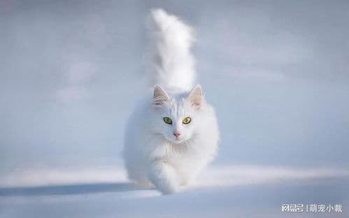 猫咪每日需粮量：根据体重和年龄定。