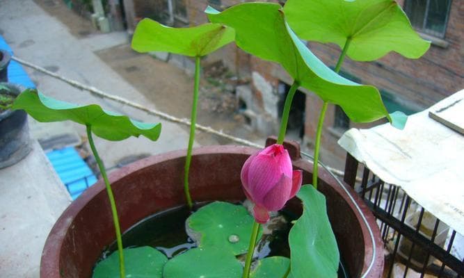 家庭种植碗莲的技巧（从选苗到养护，让你也成为碗莲专家）