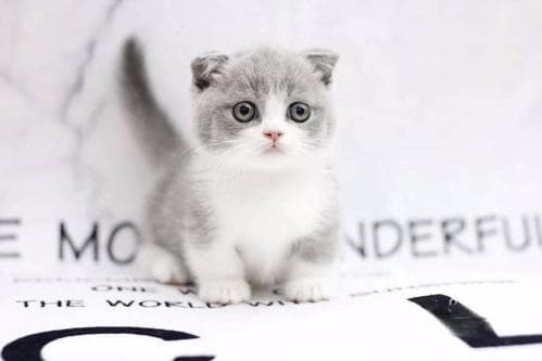 想让猫咪活到15岁？这4个关键步骤不能少