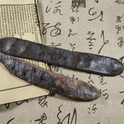皂角：从植物特征到药用价值的全面解析