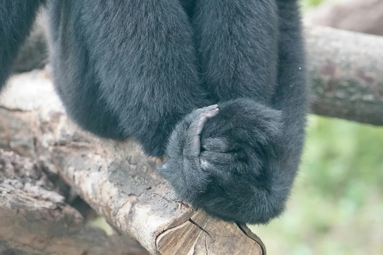 揭秘大熊猫“拇指”进化之谜：从伪拇指到竹子专家