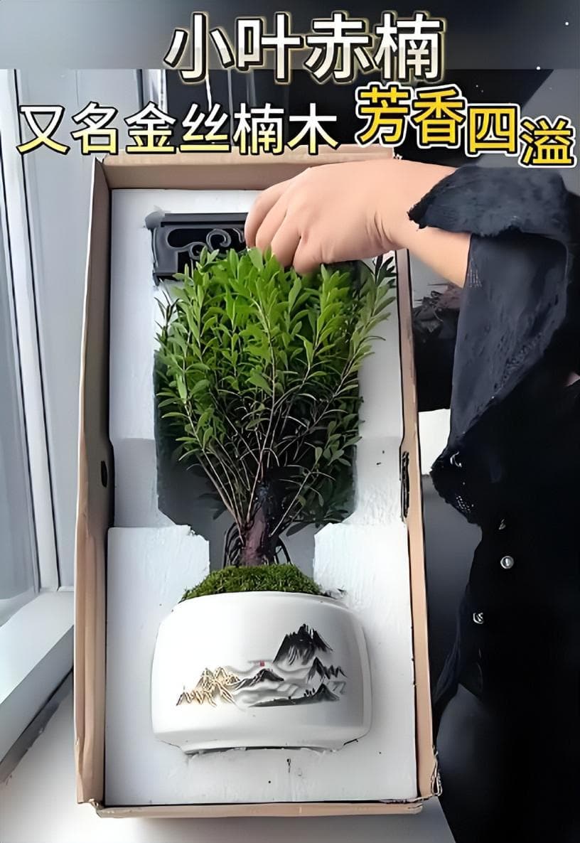 茶室内小叶赤楠养护指南：打造生机勃勃的绿色空间