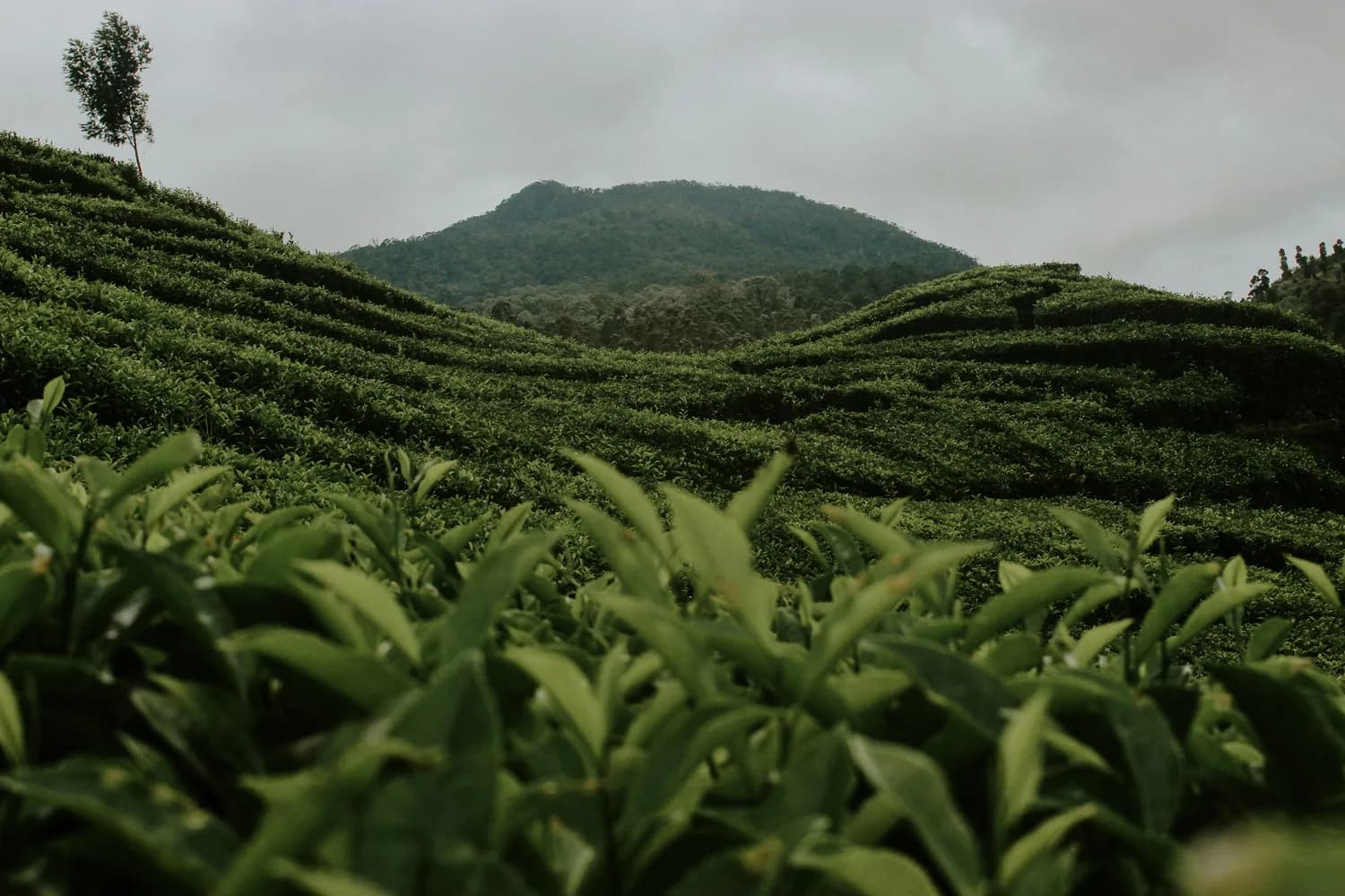 国家级良种槠叶种完成太空育种，祁门红茶产业迎新机