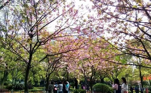 苏州春天哪里好玩？八大赏花胜地全攻略