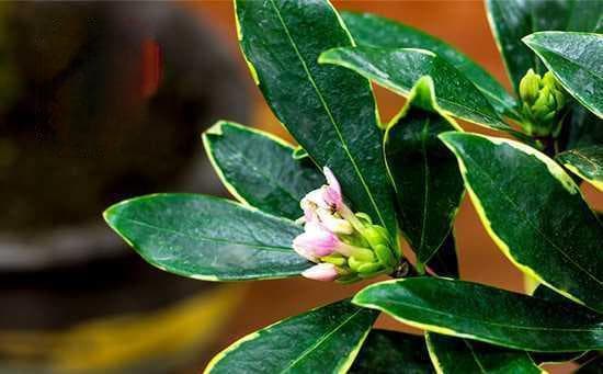 金边瑞香花怎样修剪（金边瑞香的修剪方法与时间）