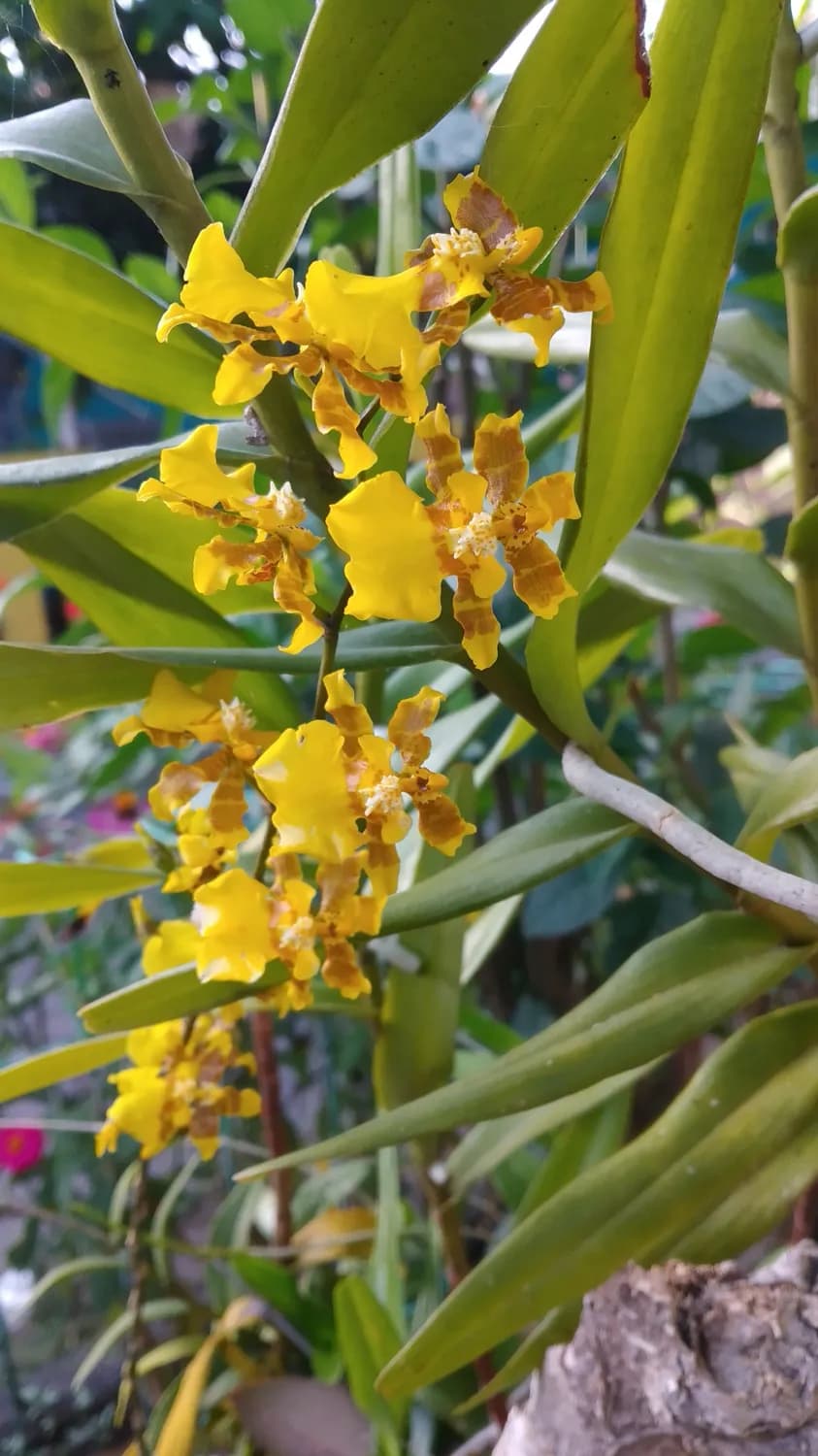 铁皮石斛花：养生界的“新宠”