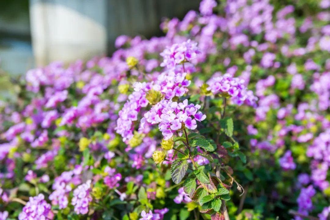 深圳游玩︱深圳初春踏青赏花指南，开启赏花之旅，不负绝美春光