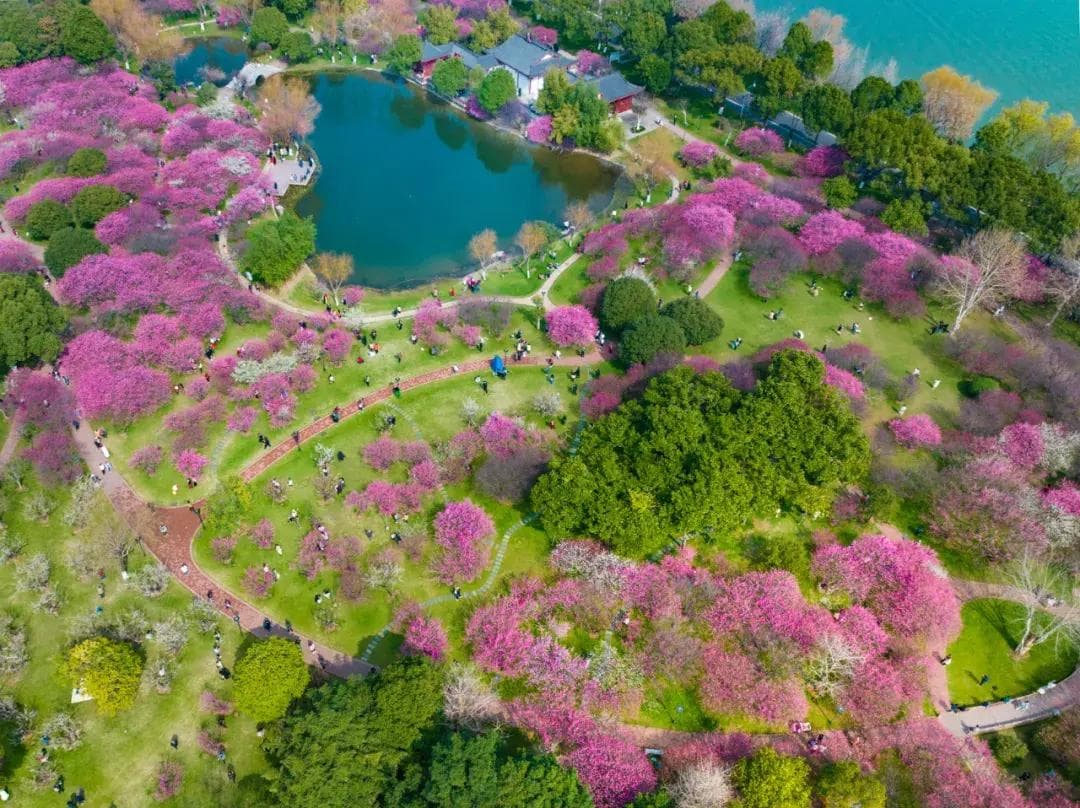 限时“梅”景！长沙赏梅攻略来了