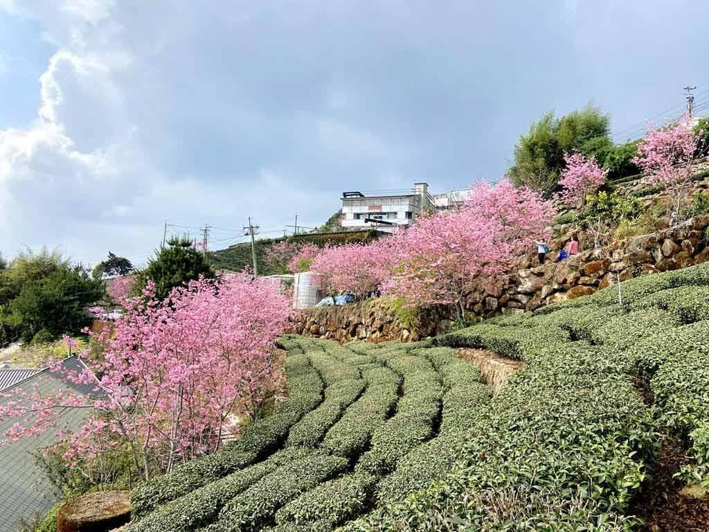 【2025阿里山住宿】Top17阿里山民宿飯店推薦，園區看日出！