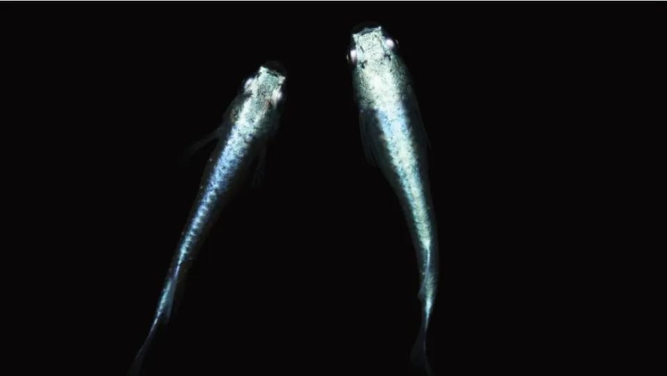 “碗中锦鲤”观背青鳉：易养、多彩、繁殖快的新兴观赏鱼
