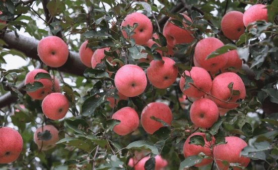 苹果高产不是梦：科学方法助力果农实现丰收