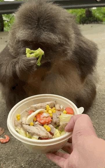 「黄人饭」，吊打西式健康餐？