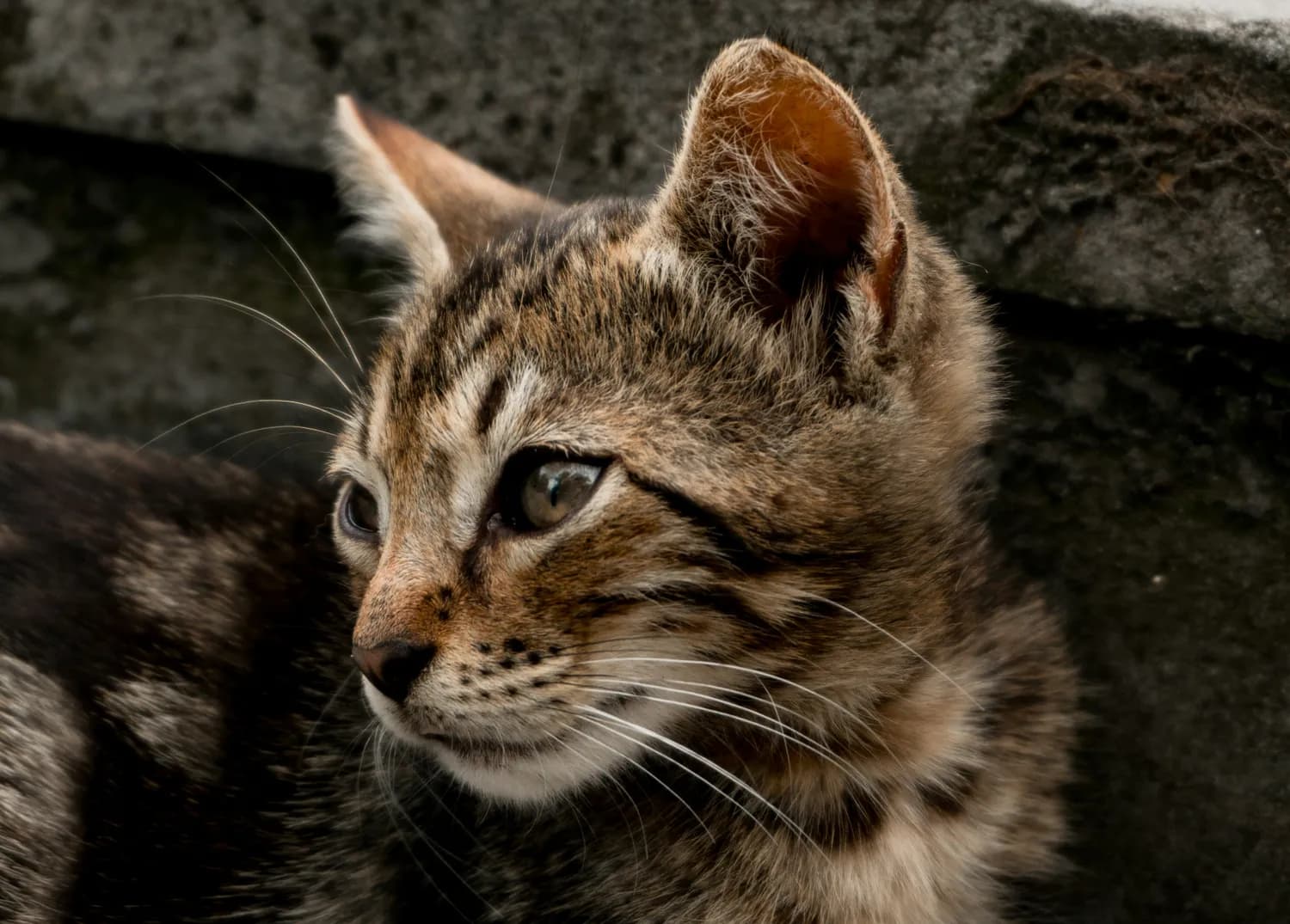 最新研究：猫科动物基因组稳定性远超灵长类