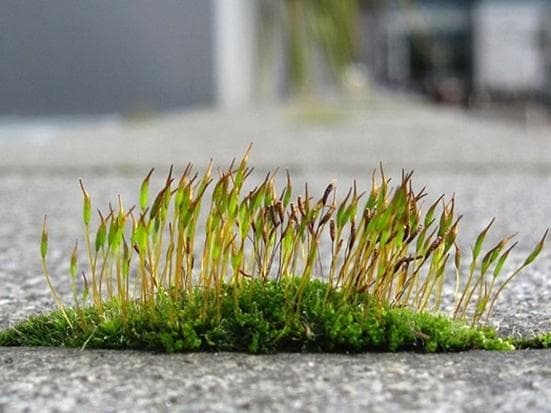 从浇水到控温：让苔藓旺盛生长的四大养护要点