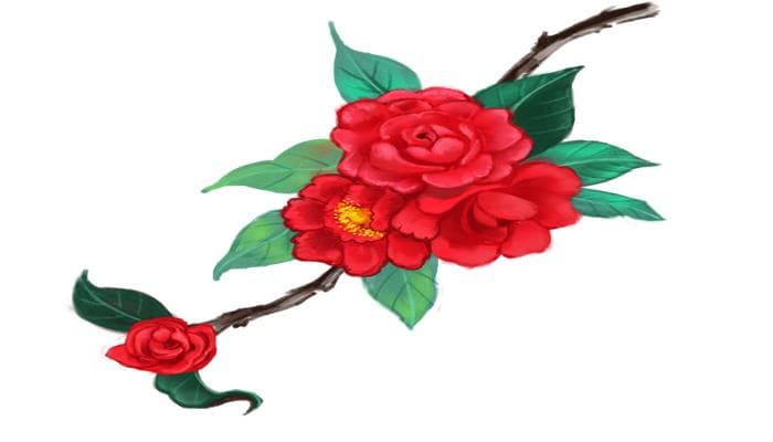 鹤顶红花的养殖方法和注意事项