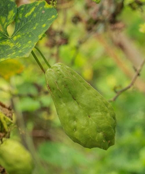 佛手瓜种植全攻略（掌握种植技巧）
