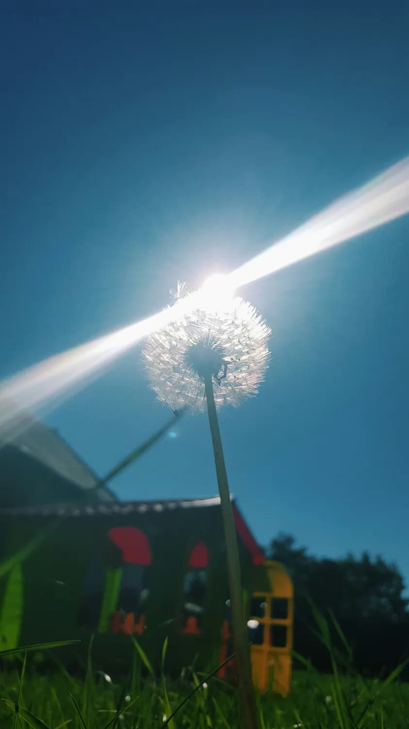 每天6小时阳光，水培蒜苗又快又好