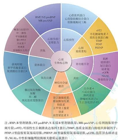 利钠肽在心力衰竭诊断、治疗、预后中的应用价值
