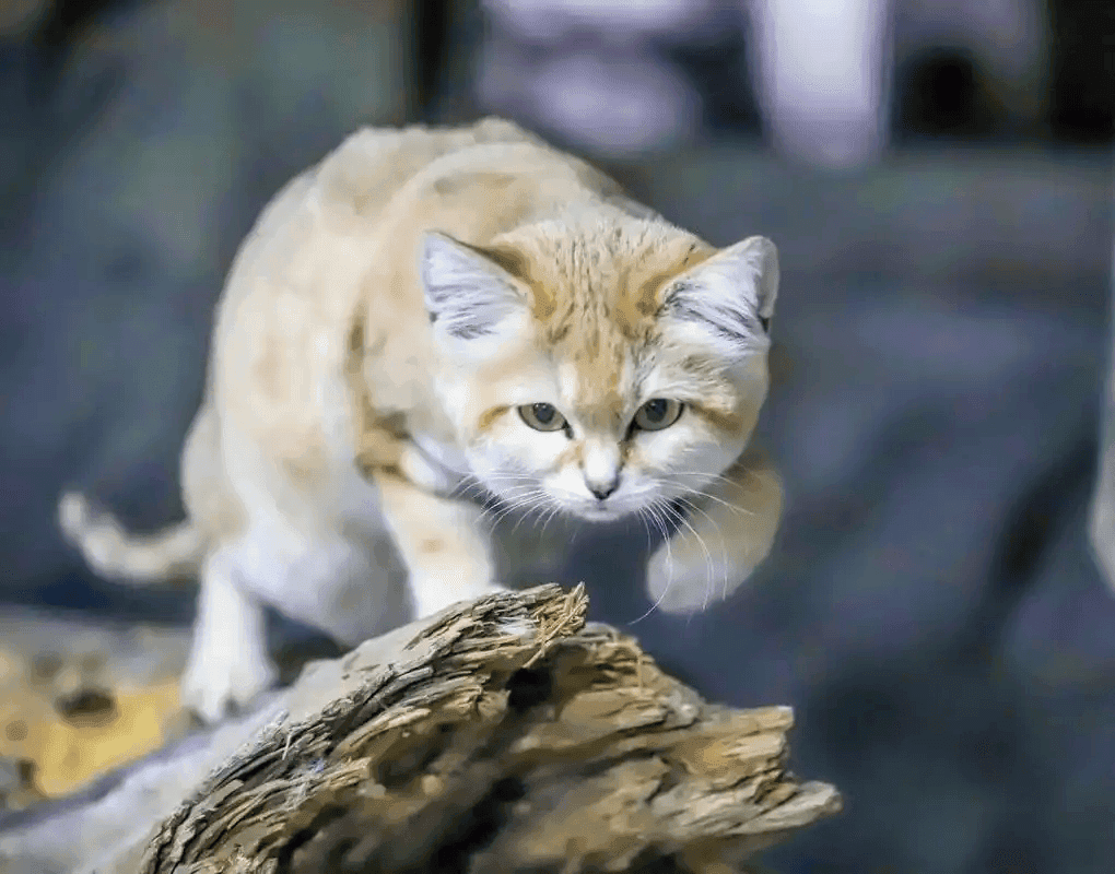 沙漠猫的生存密码：不喝水却能活一个月？揭秘其“超能力”肾脏！