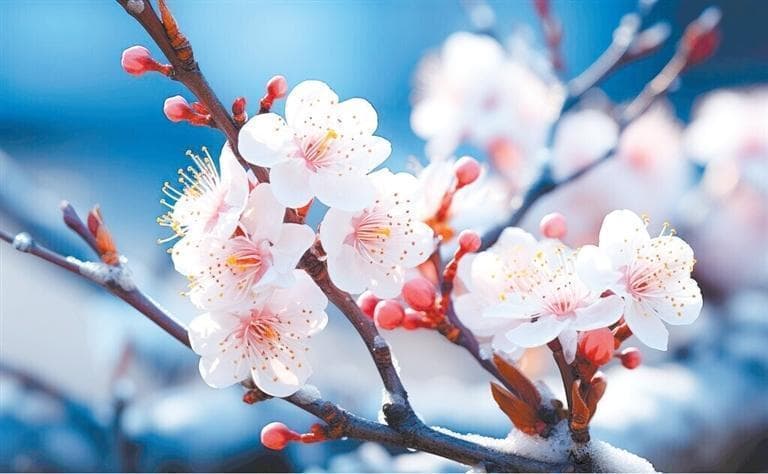 当古人发现了节气与花期的联系……中式浪漫藏不住了
